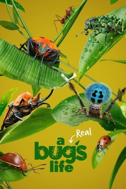 A Real Bug's Life-free